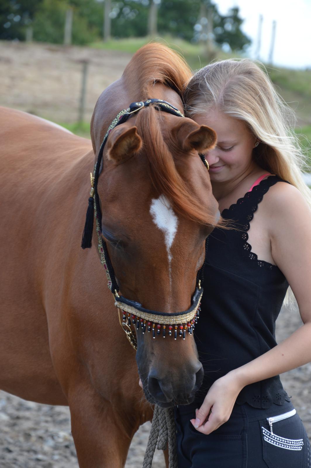 Arabisk fuldblod (OX) Ul barolo ox billede 7