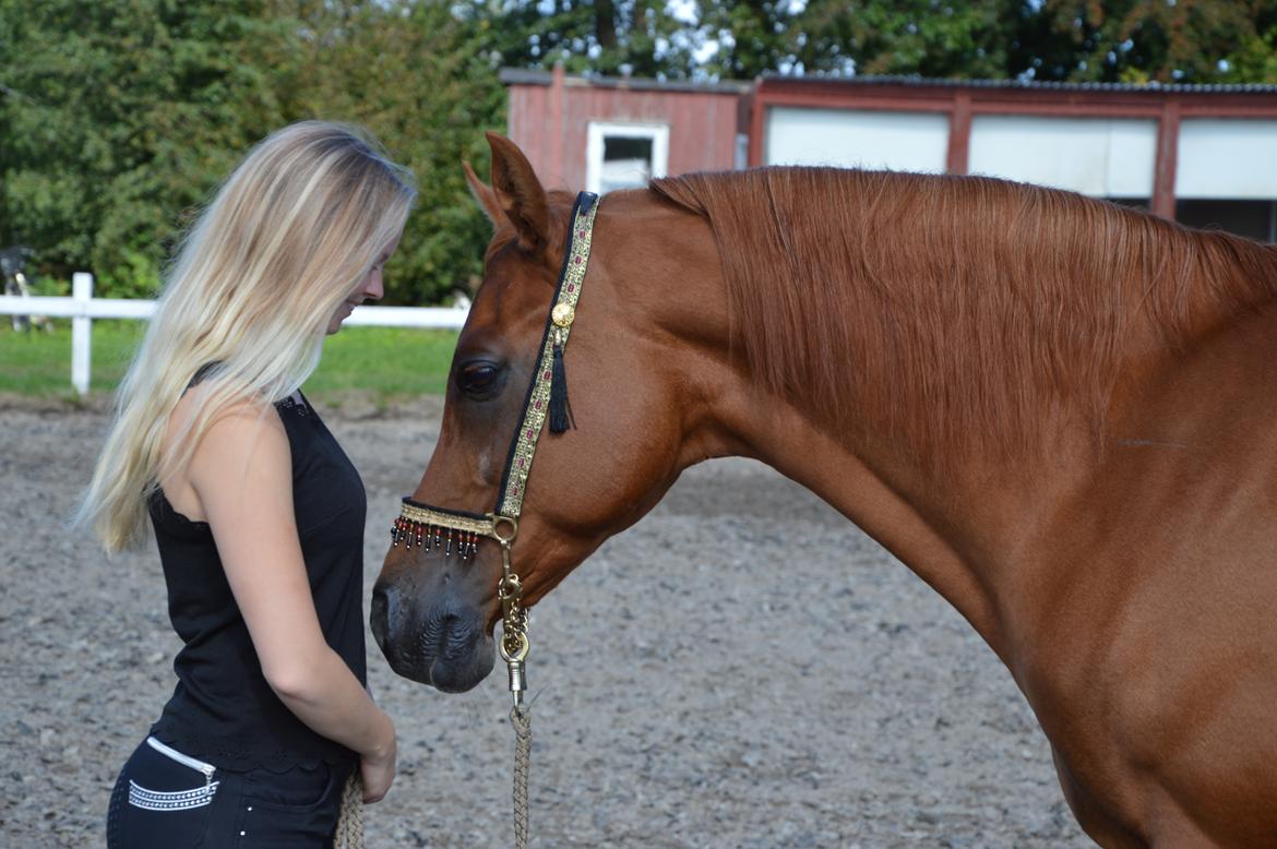 Arabisk fuldblod (OX) Ul barolo ox billede 8