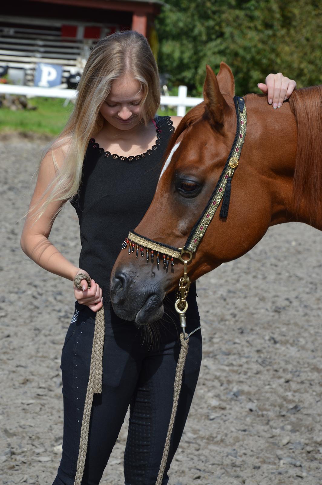 Arabisk fuldblod (OX) Ul barolo ox billede 9