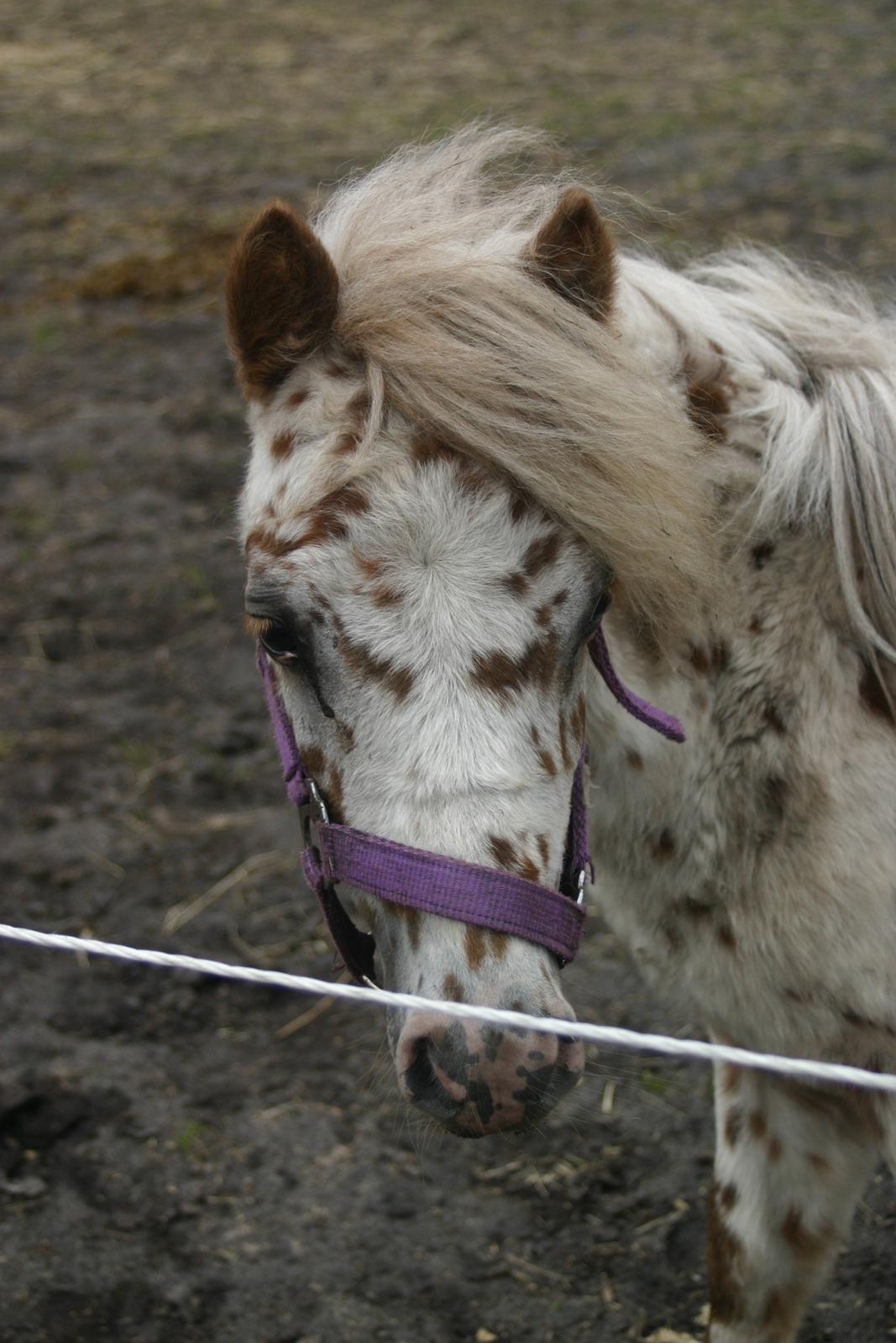 Anden særlig race Zweet Søffel billede 7