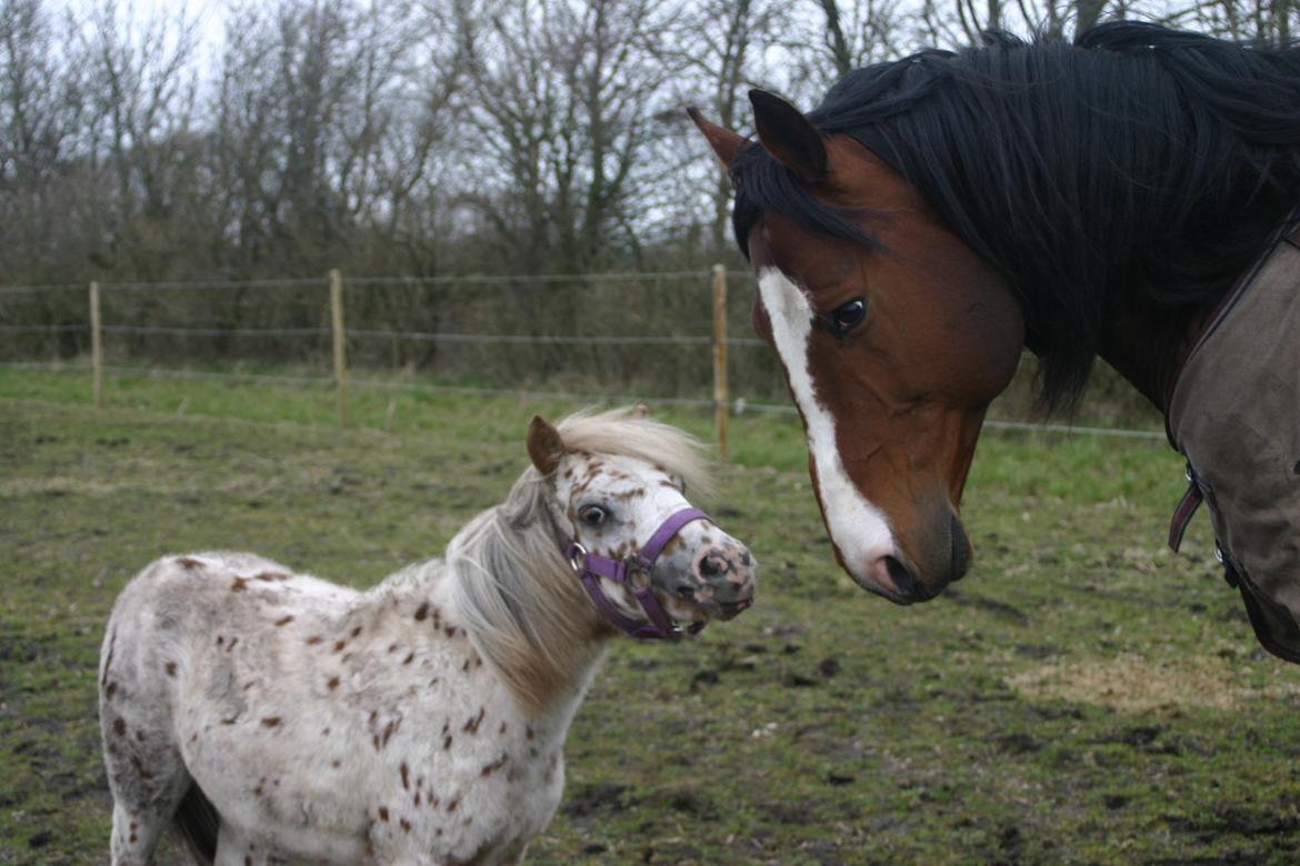 Anden særlig race Zweet Søffel billede 8