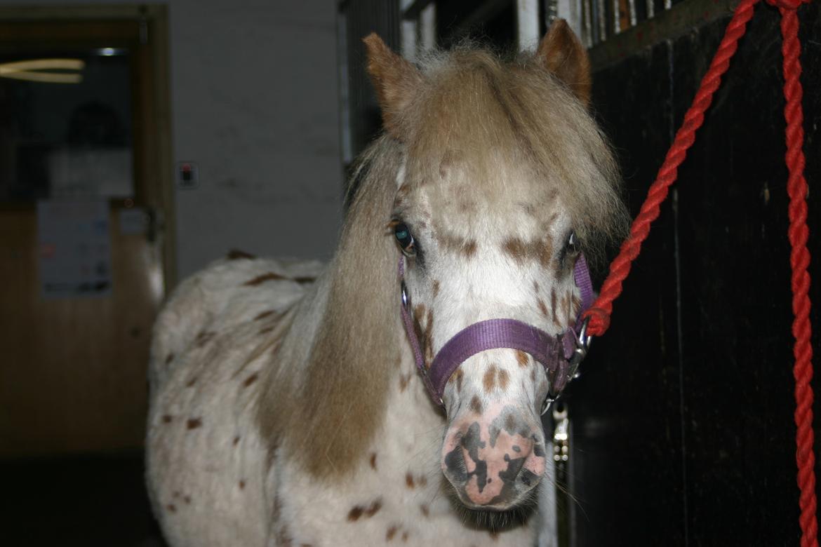 Anden særlig race Zweet Søffel billede 9