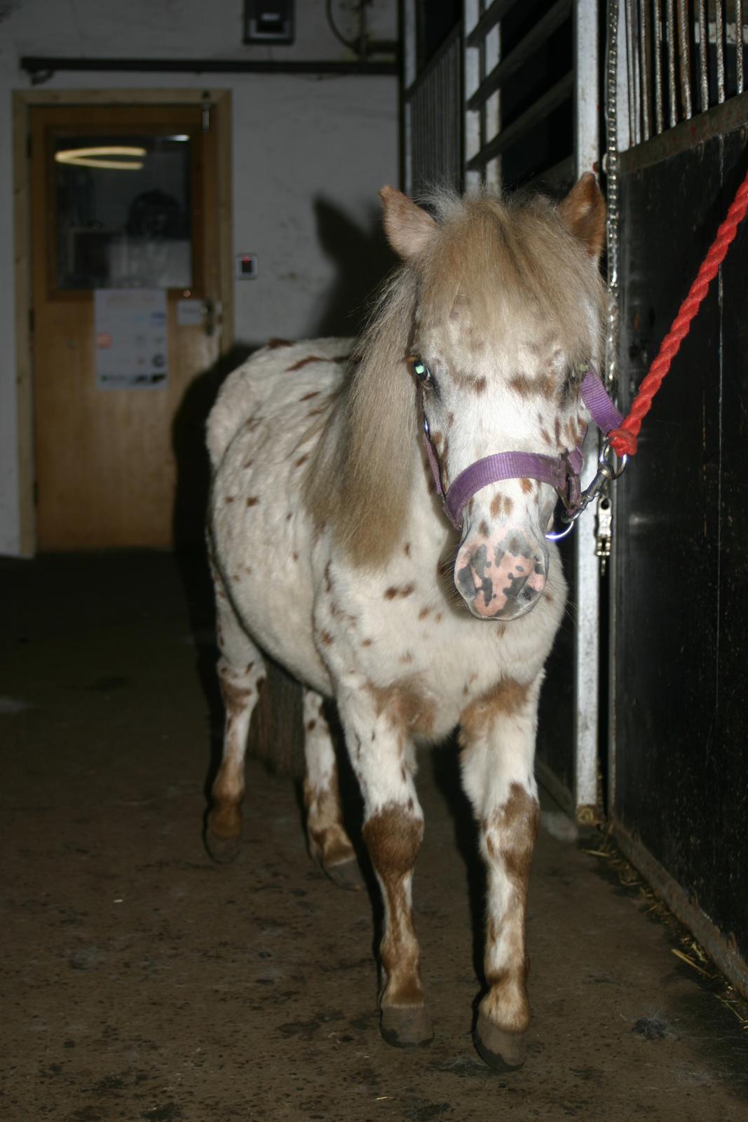 Anden særlig race Zweet Søffel billede 10