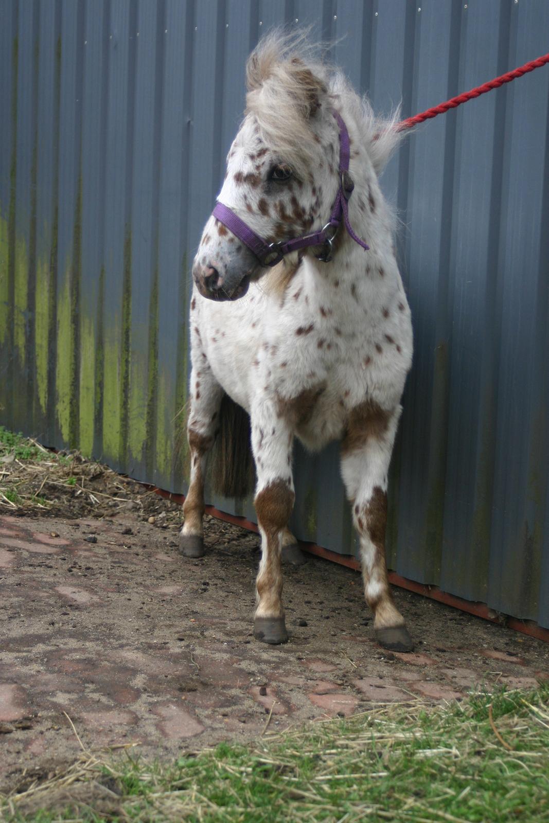 Anden særlig race Zweet Søffel billede 11