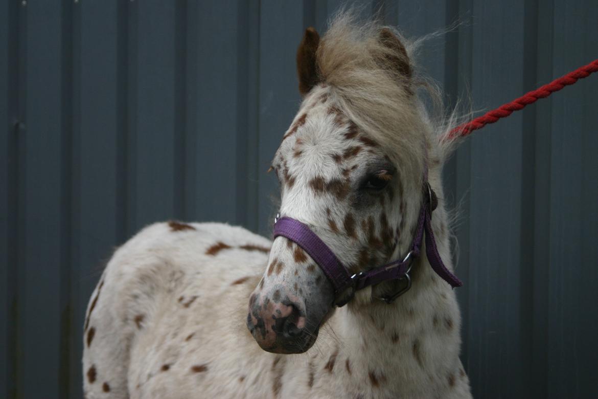 Anden særlig race Zweet Søffel billede 12