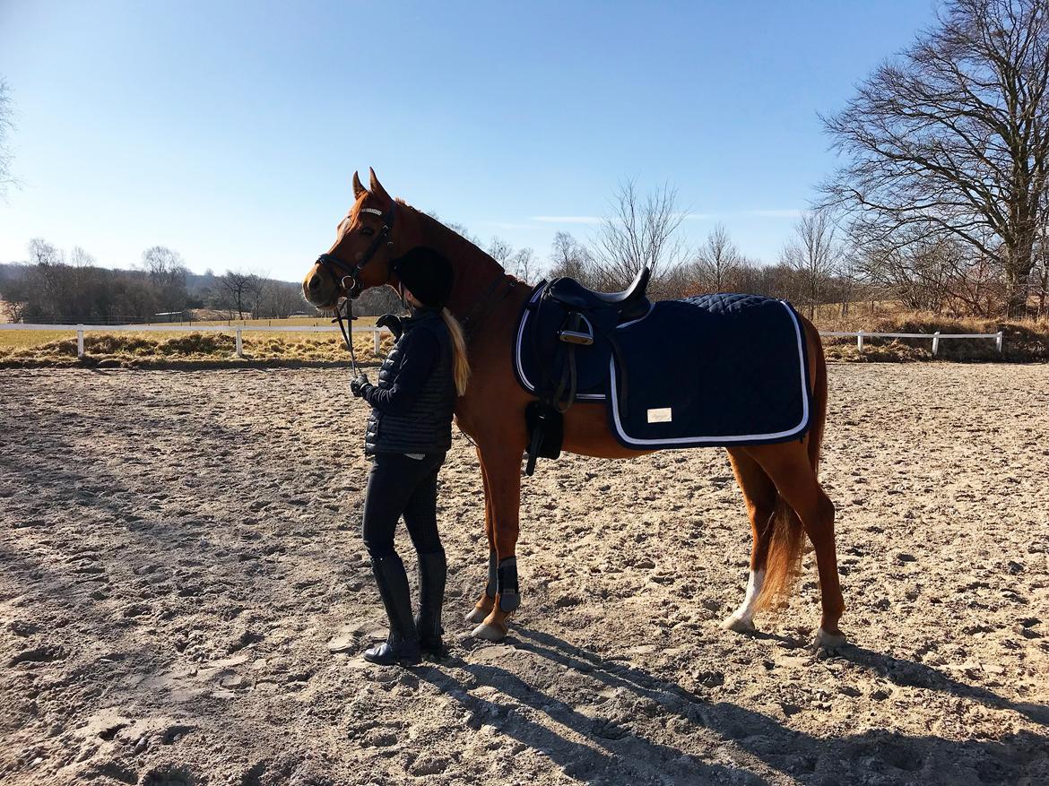 Arabisk fuldblod (OX) Ul barolo ox billede 10