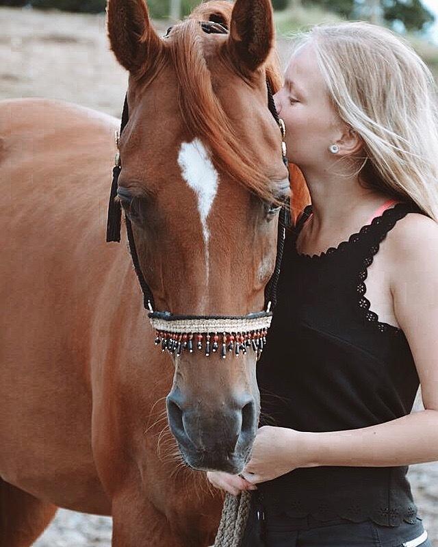 Arabisk fuldblod (OX) Ul barolo ox billede 11