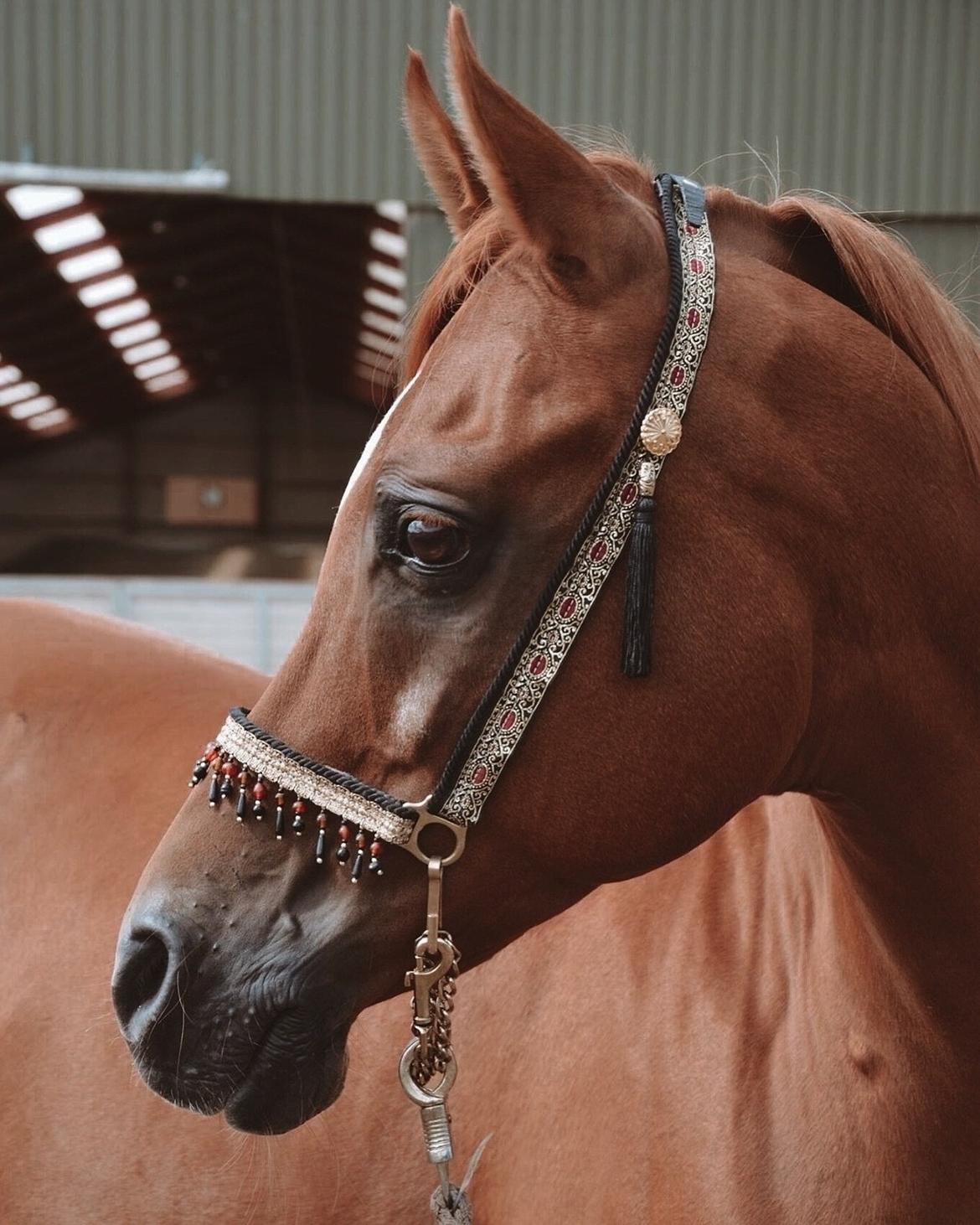 Arabisk fuldblod (OX) Ul barolo ox billede 12