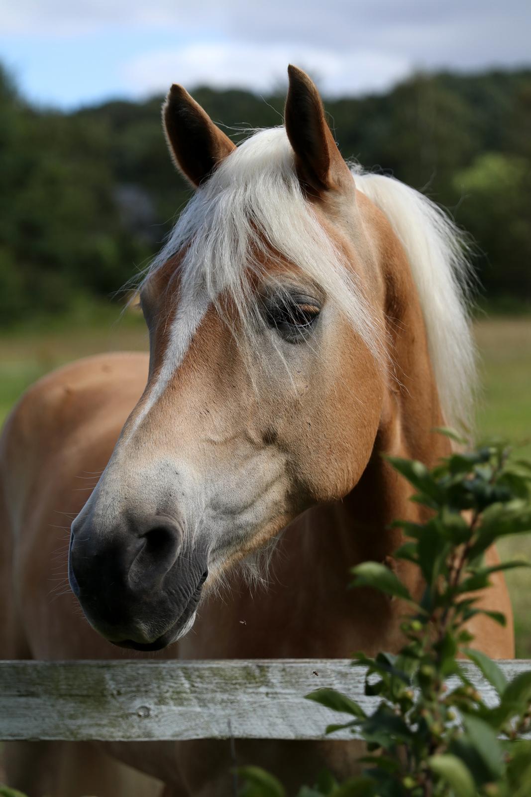 Tyroler Haflinger Akando billede 1