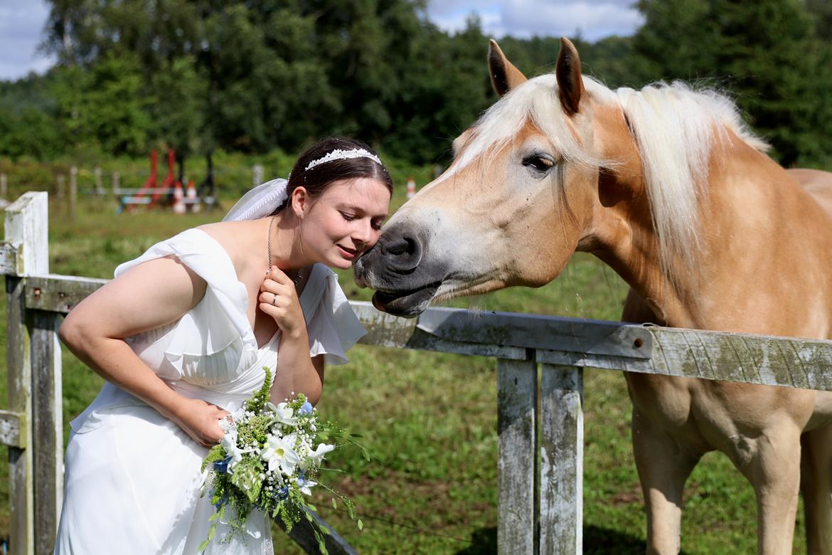 Tyroler Haflinger Akando billede 2