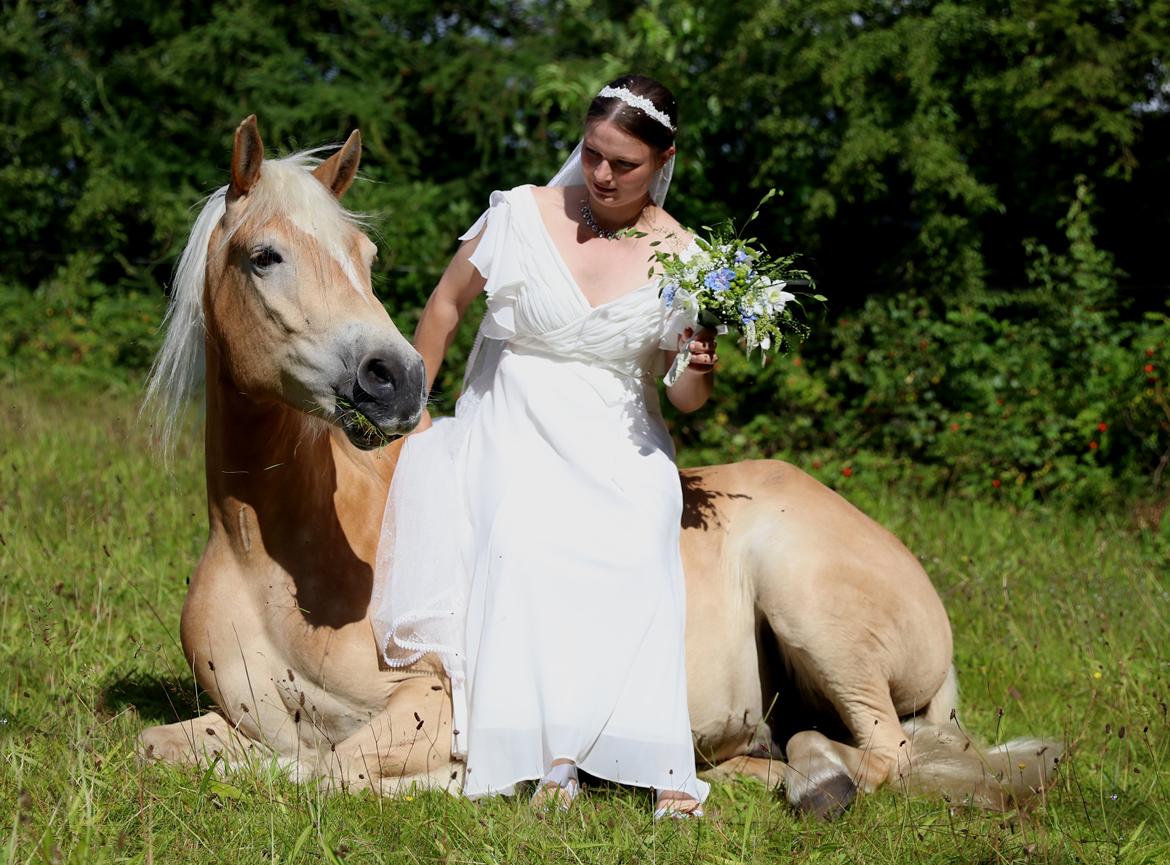 Tyroler Haflinger Akando billede 6