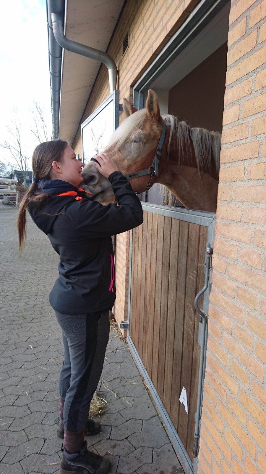 Tyroler Haflinger Akando billede 4