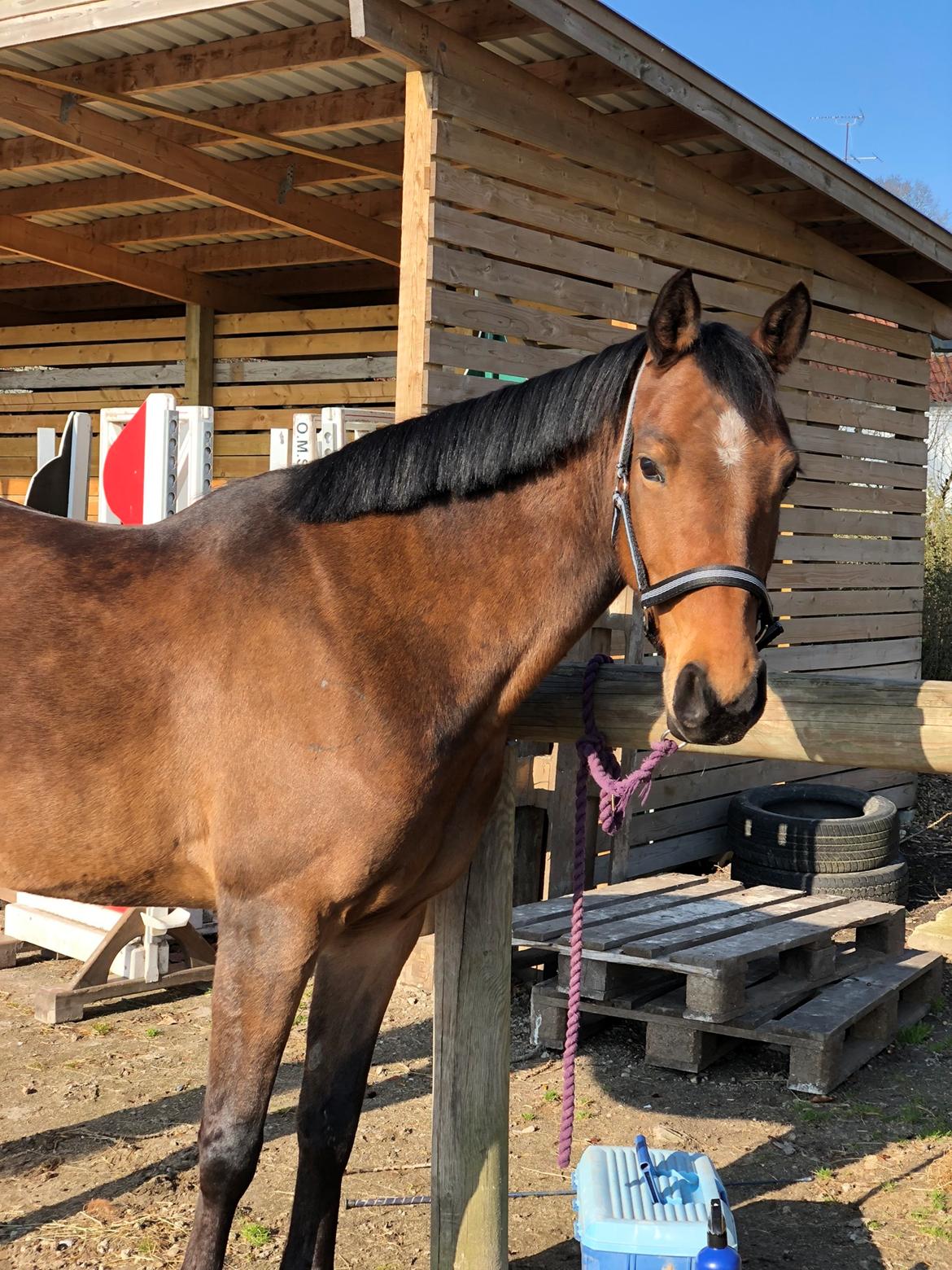 Anden særlig race Helena billede 1