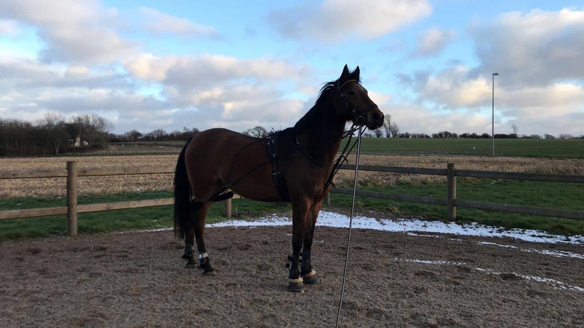 Anden særlig race Helena billede 3