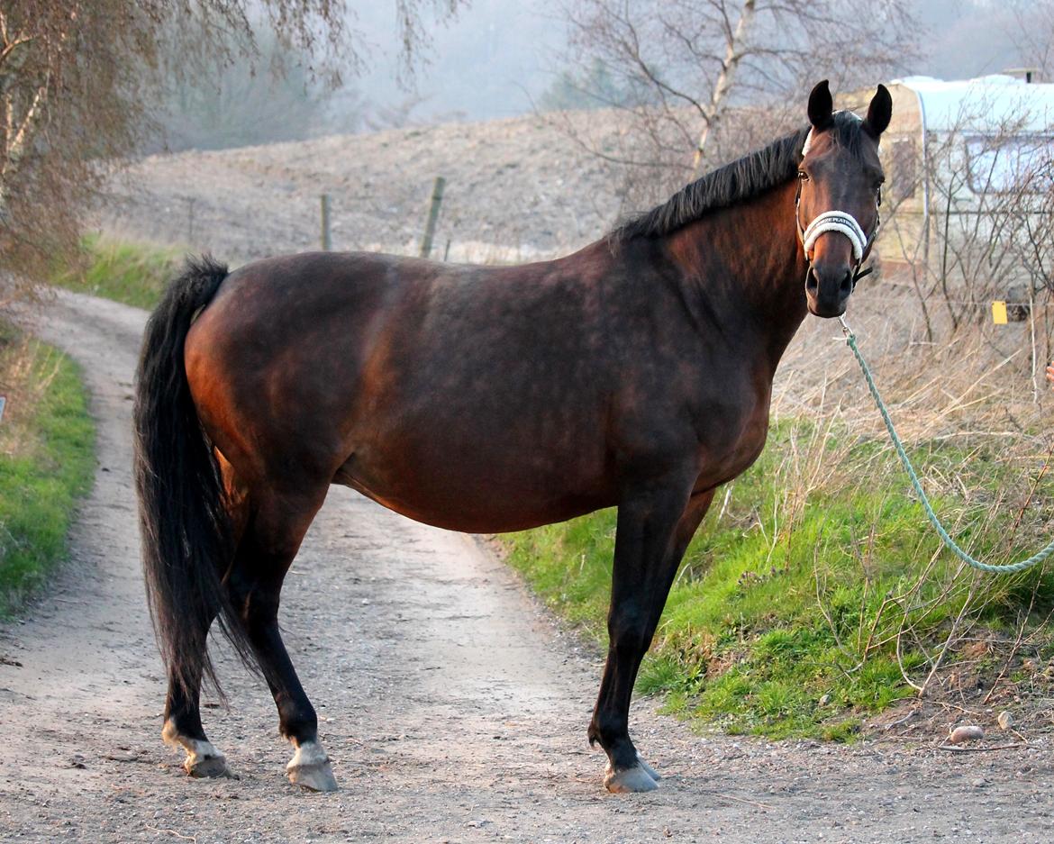 Tysk Oldenburger Simenon Bastbjerg billede 2