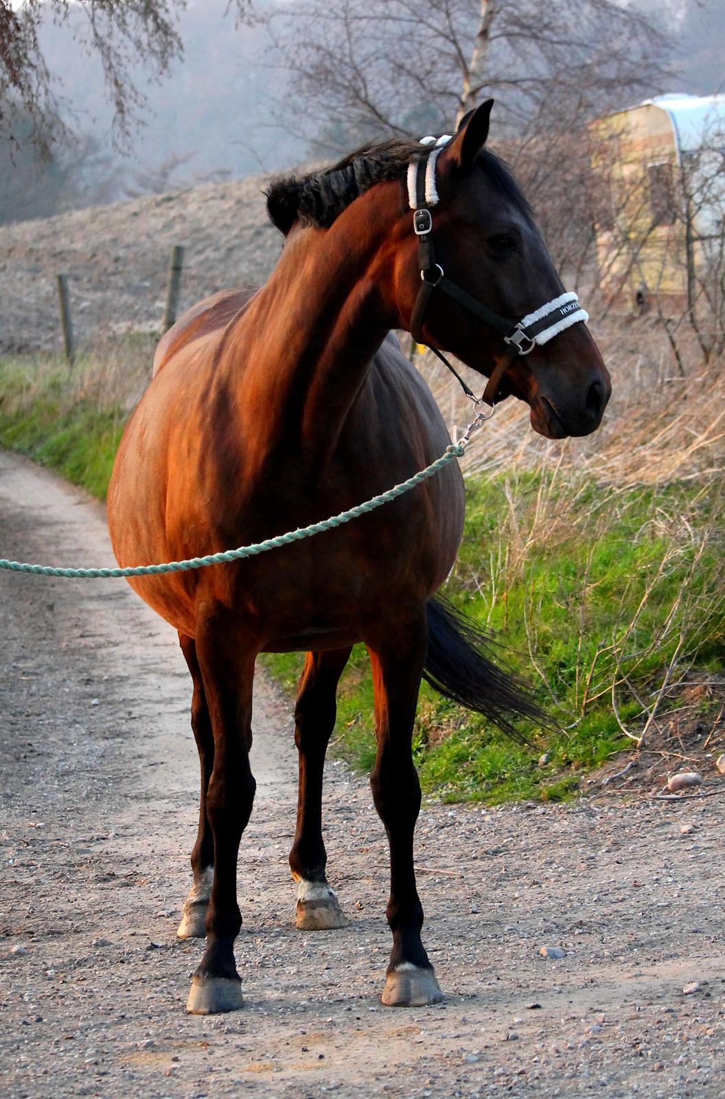 Tysk Oldenburger Simenon Bastbjerg billede 3