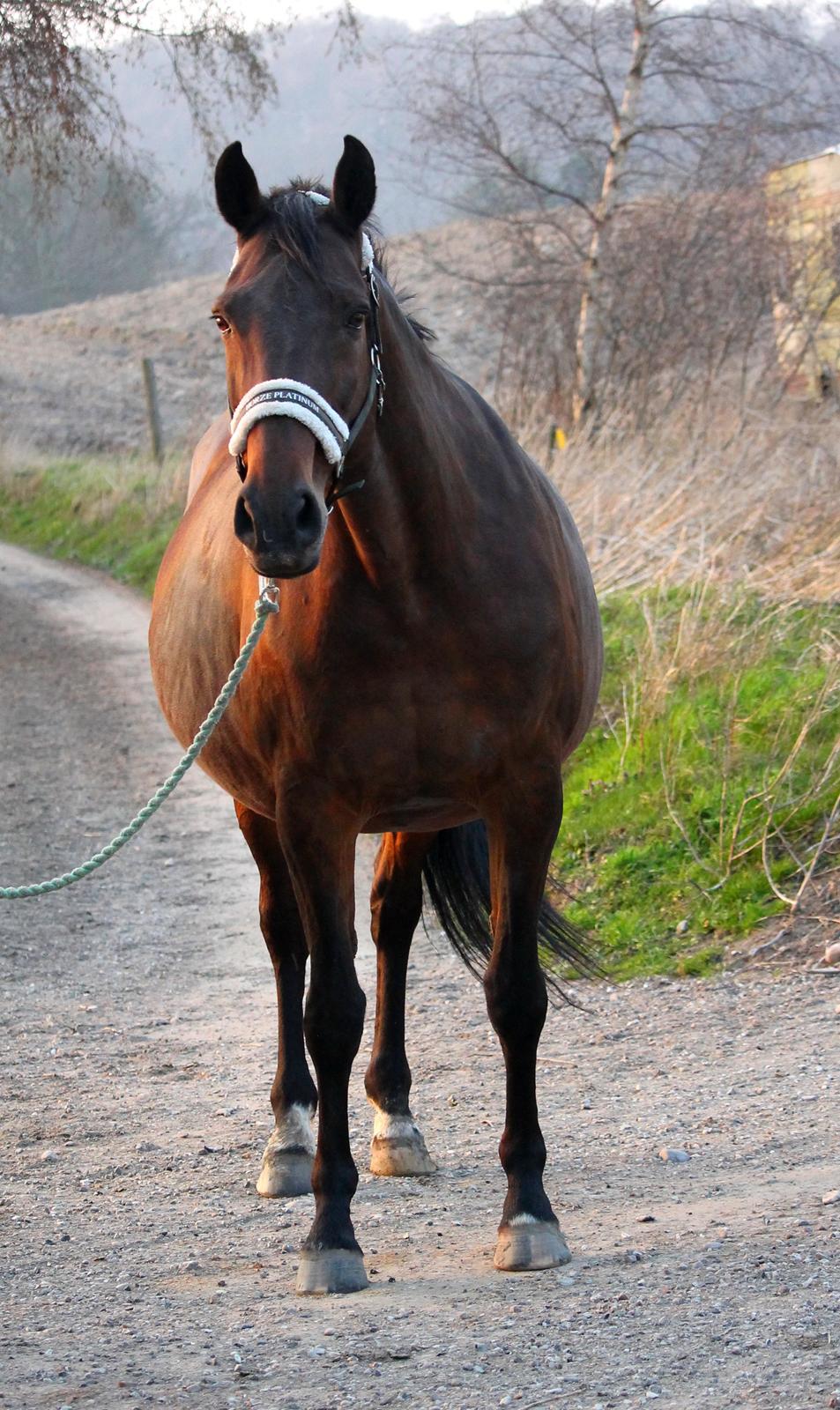 Tysk Oldenburger Simenon Bastbjerg billede 4