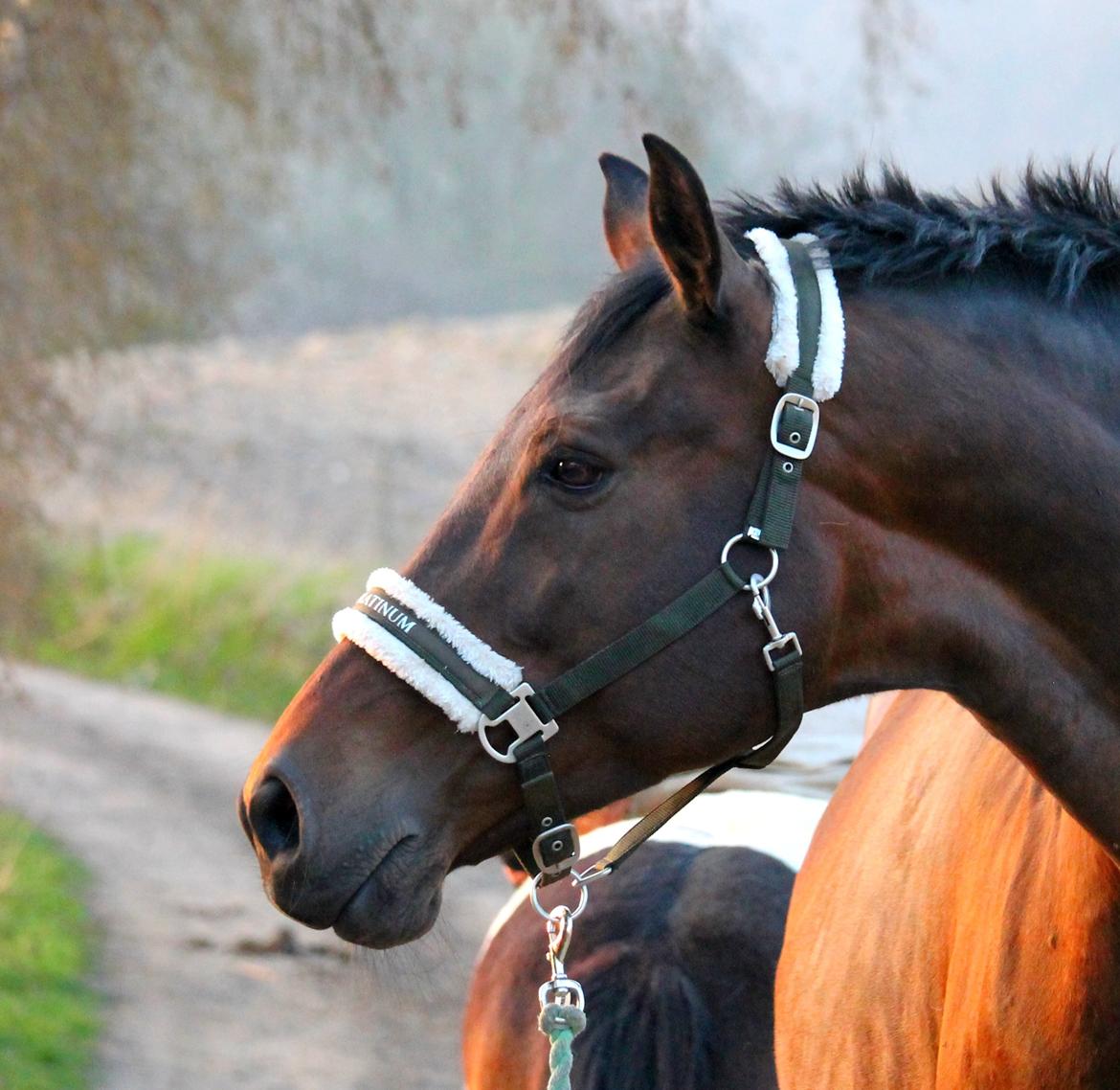 Tysk Oldenburger Simenon Bastbjerg billede 13