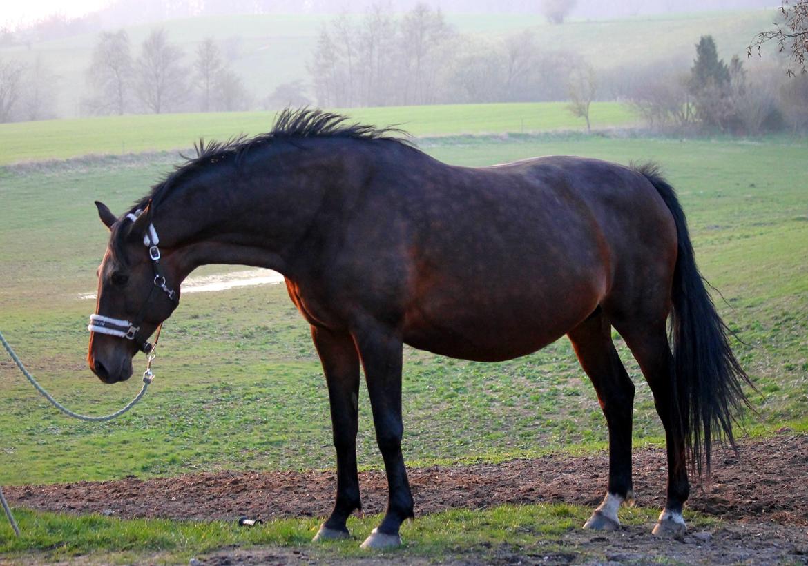 Tysk Oldenburger Simenon Bastbjerg billede 14