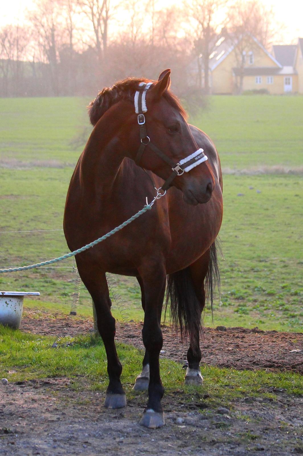 Tysk Oldenburger Simenon Bastbjerg billede 15