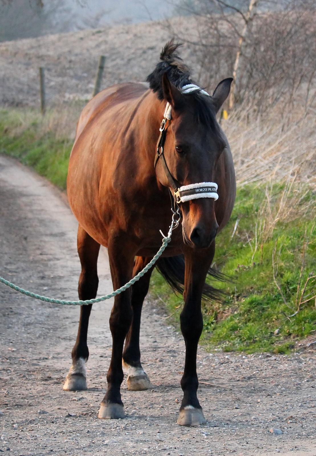 Tysk Oldenburger Simenon Bastbjerg billede 12