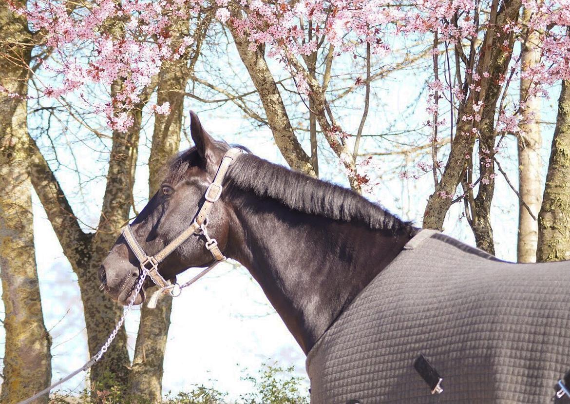 Oldenborg Fillip billede 19