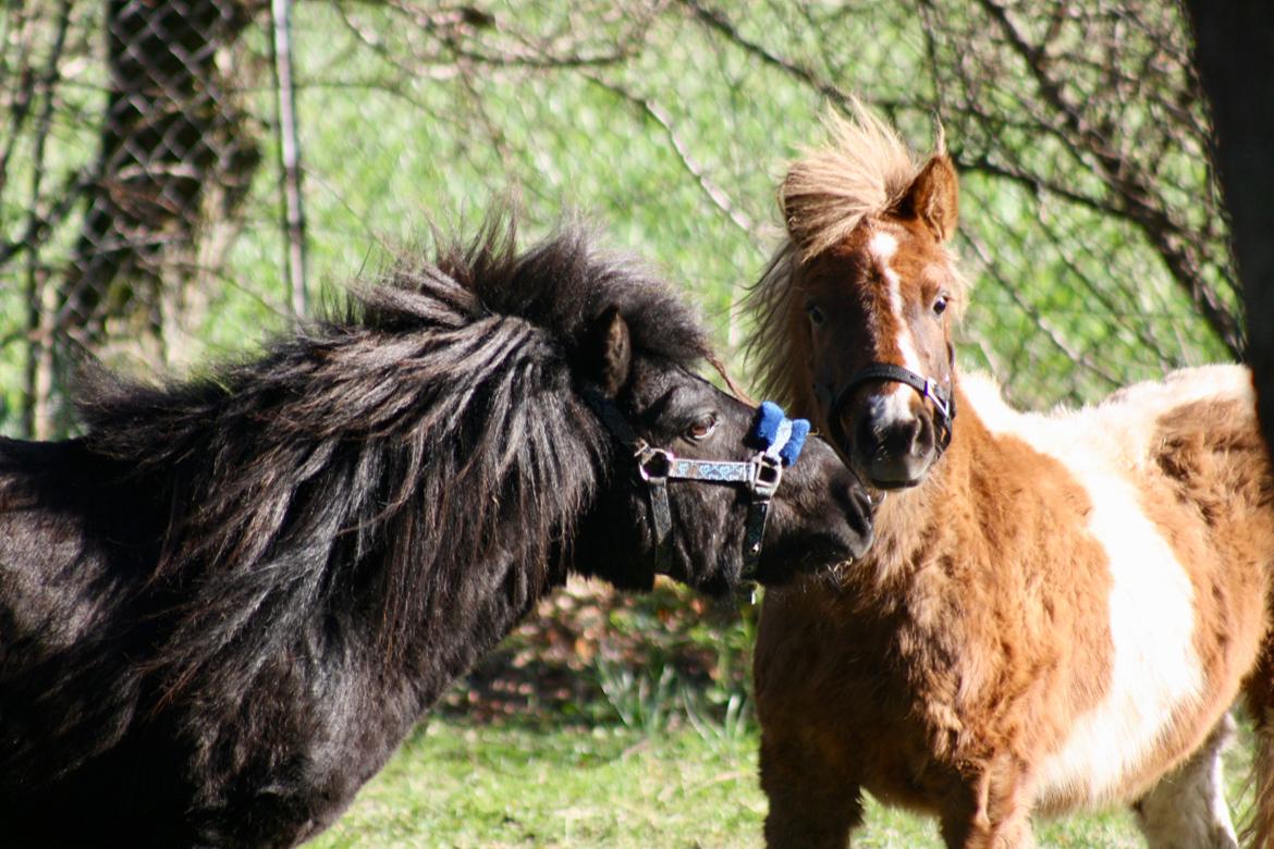Shetlænder Romeo Elvis billede 1