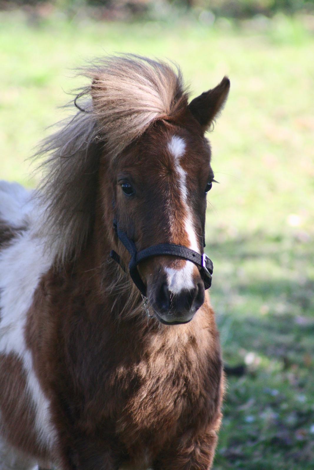 Shetlænder Romeo Elvis billede 4