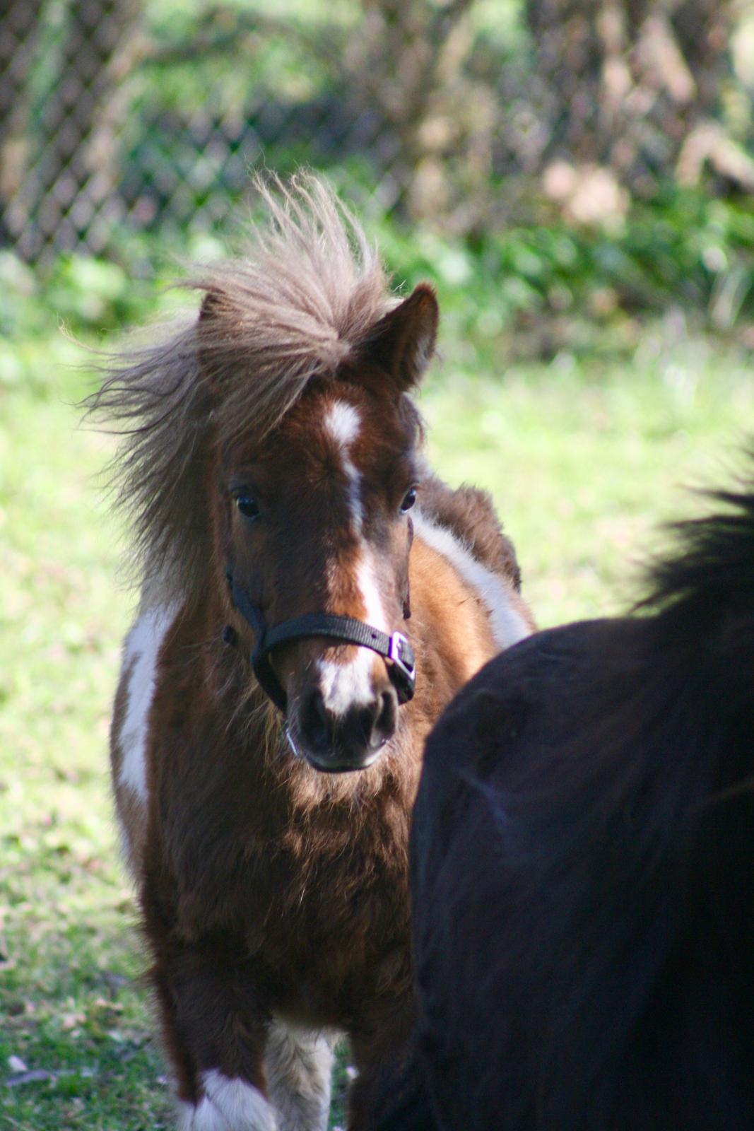 Shetlænder Romeo Elvis billede 13