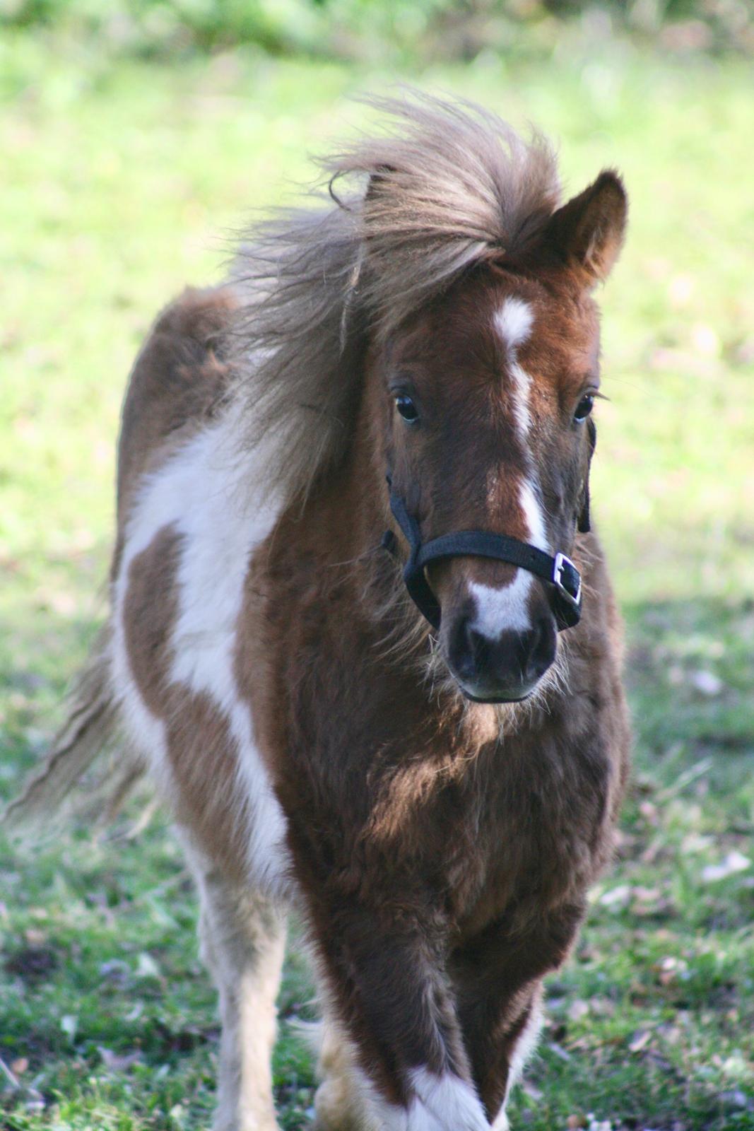Shetlænder Romeo Elvis billede 2