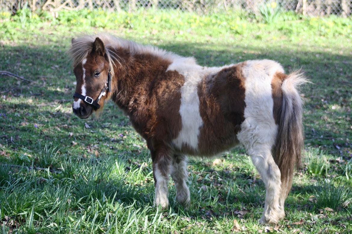 Shetlænder Romeo Elvis billede 11