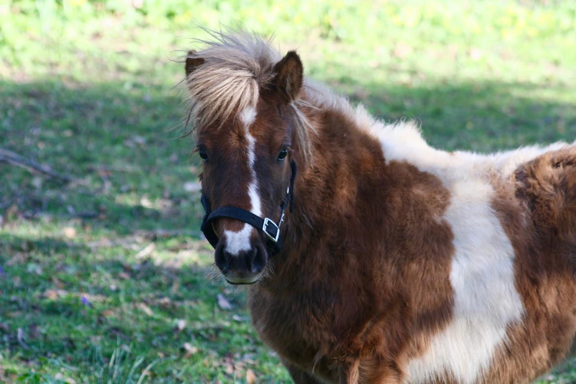 Shetlænder Romeo Elvis billede 17