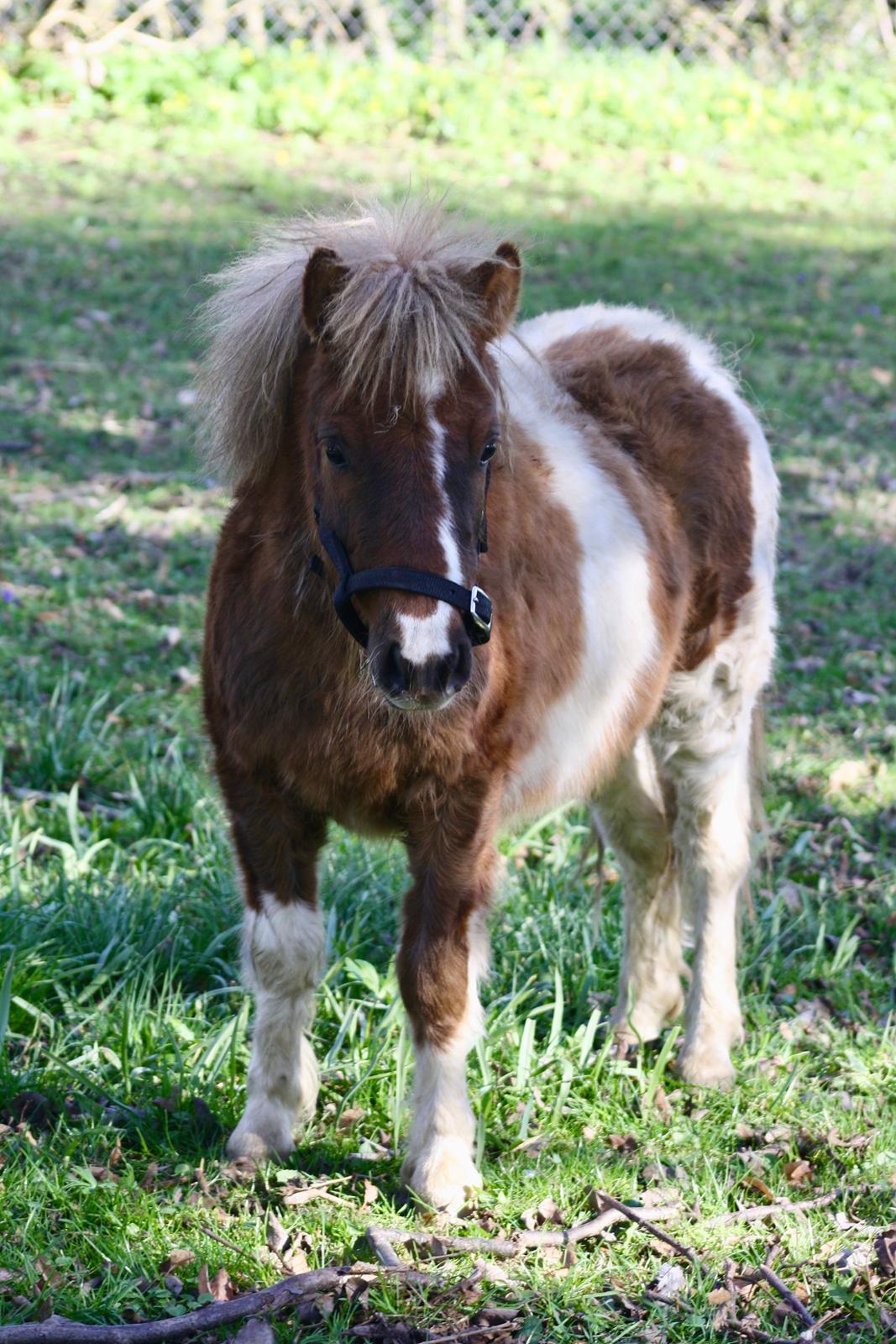 Shetlænder Romeo Elvis billede 16