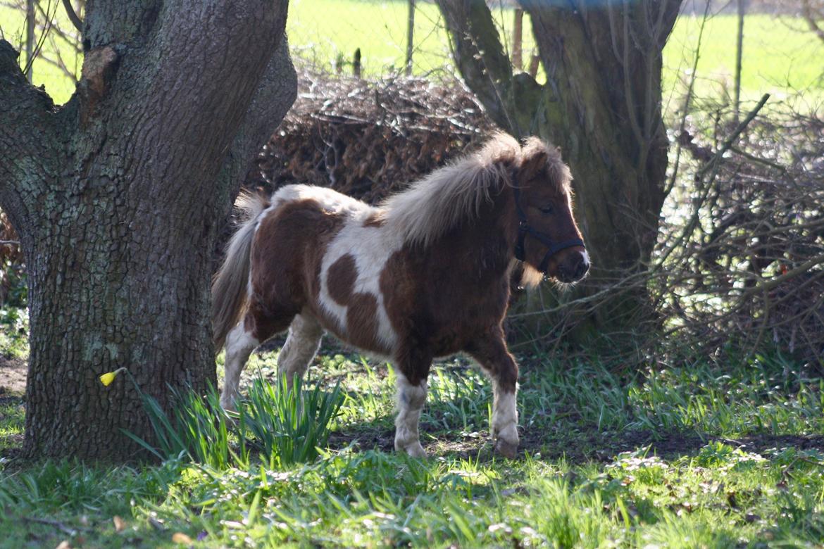 Shetlænder Romeo Elvis billede 7