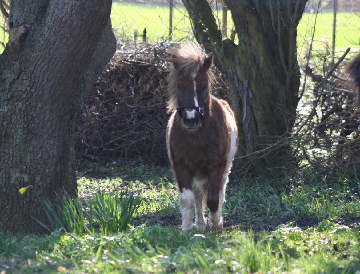 Shetlænder Romeo Elvis billede 3