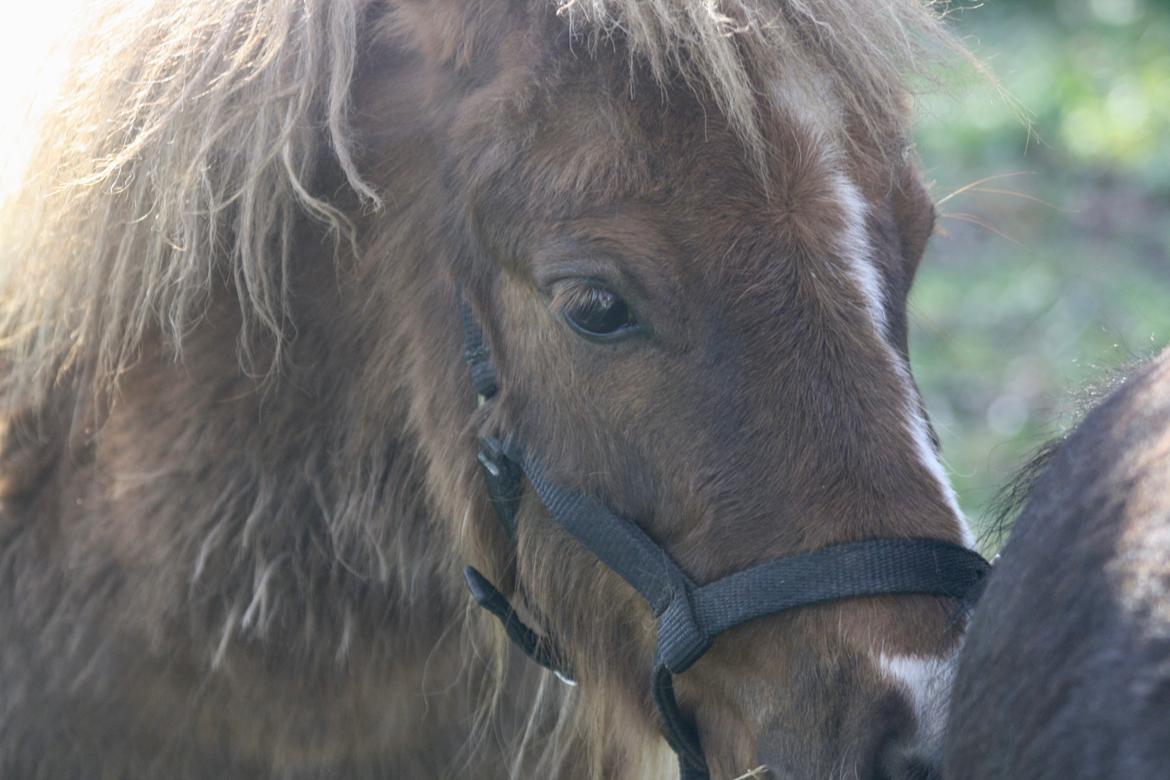 Shetlænder Romeo Elvis billede 14