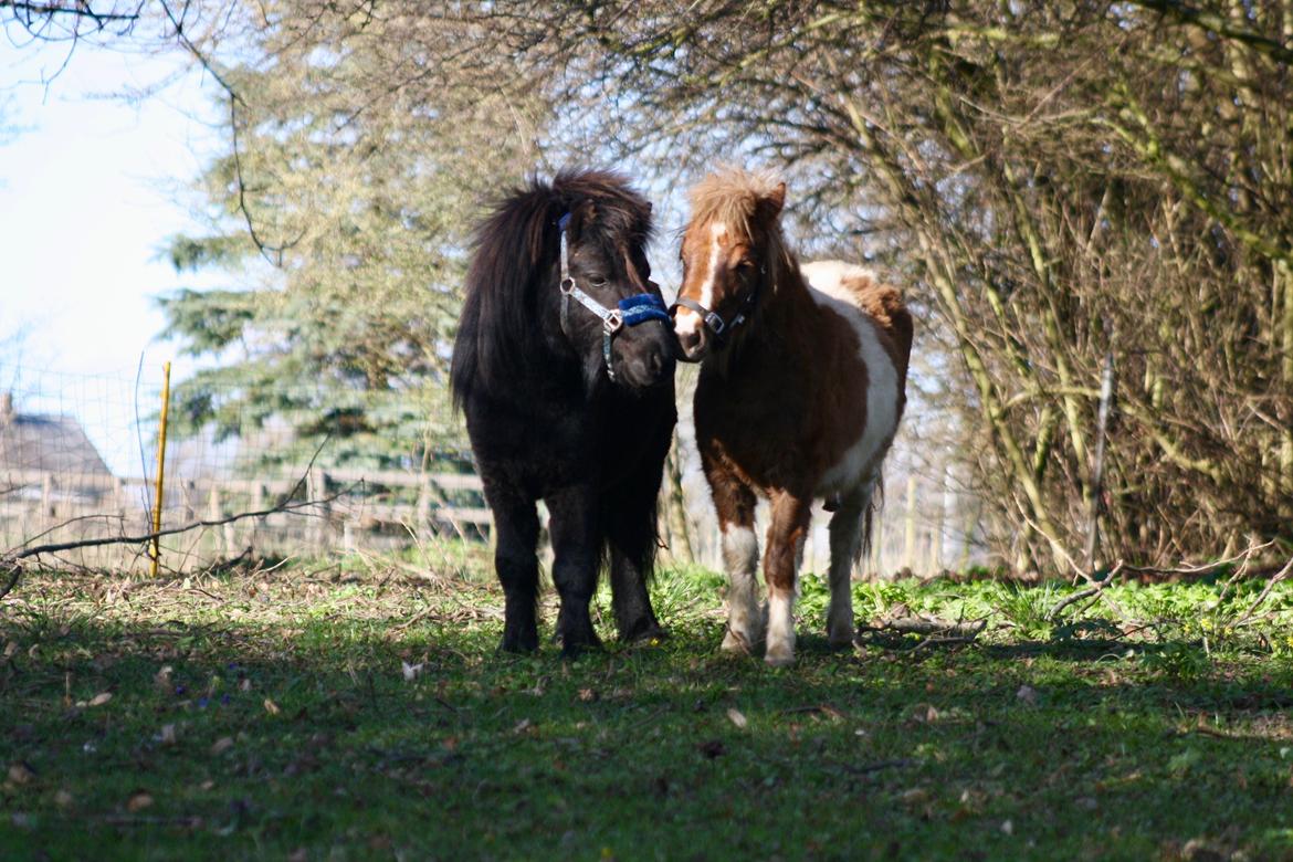 Shetlænder Romeo Elvis billede 8