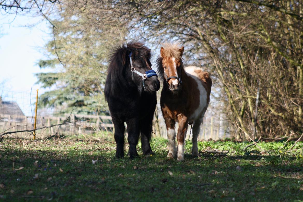 Shetlænder Romeo Elvis billede 18