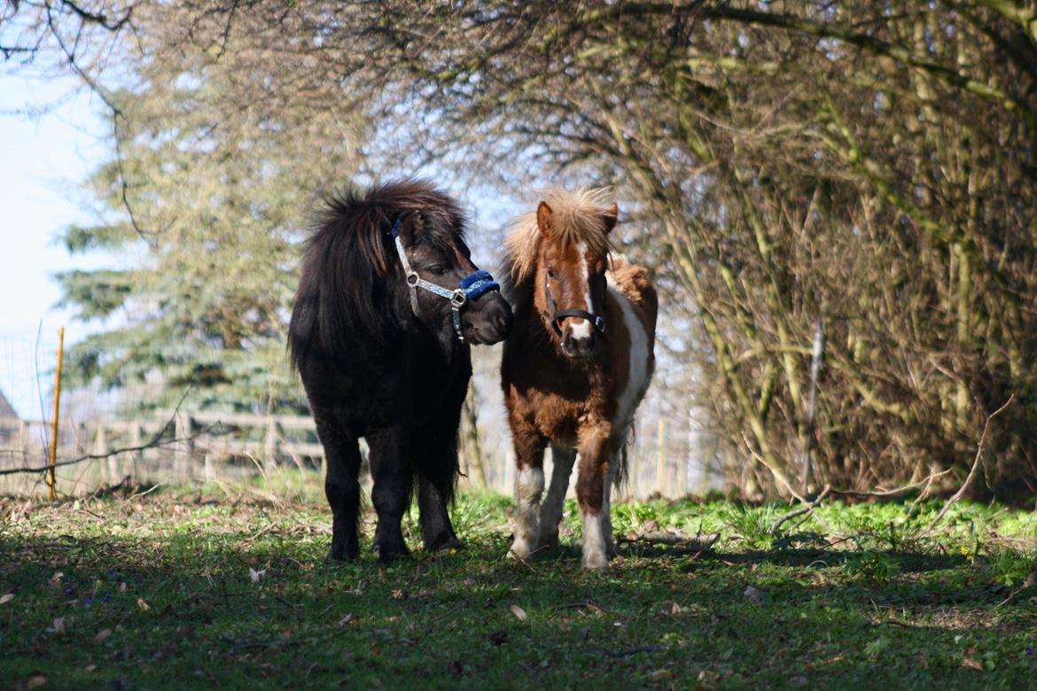 Shetlænder Romeo Elvis billede 12