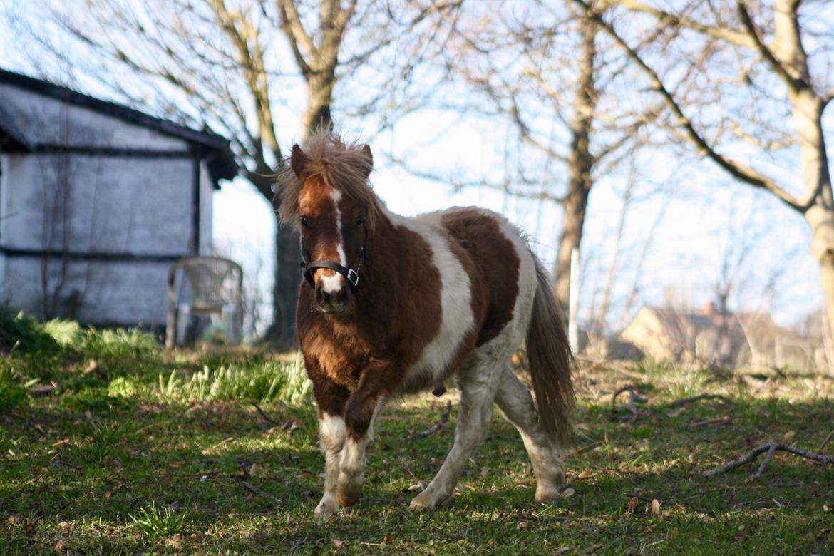 Shetlænder Romeo Elvis billede 19