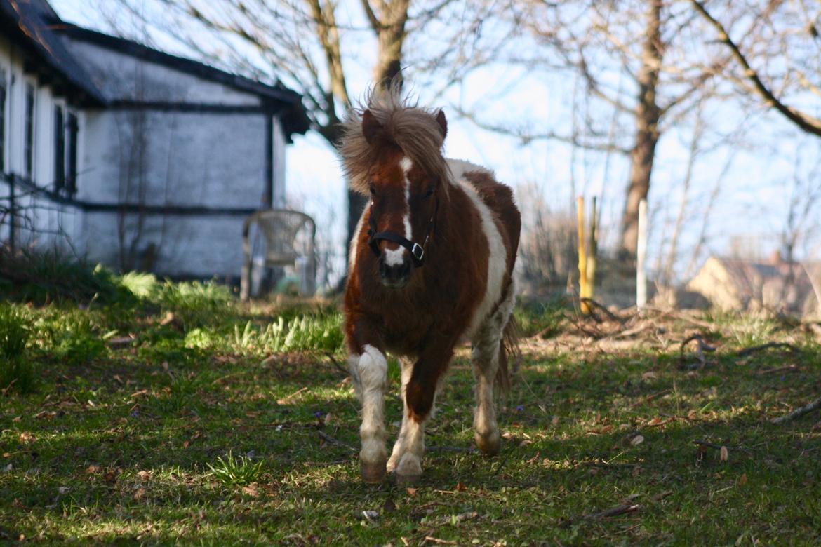 Shetlænder Romeo Elvis billede 15