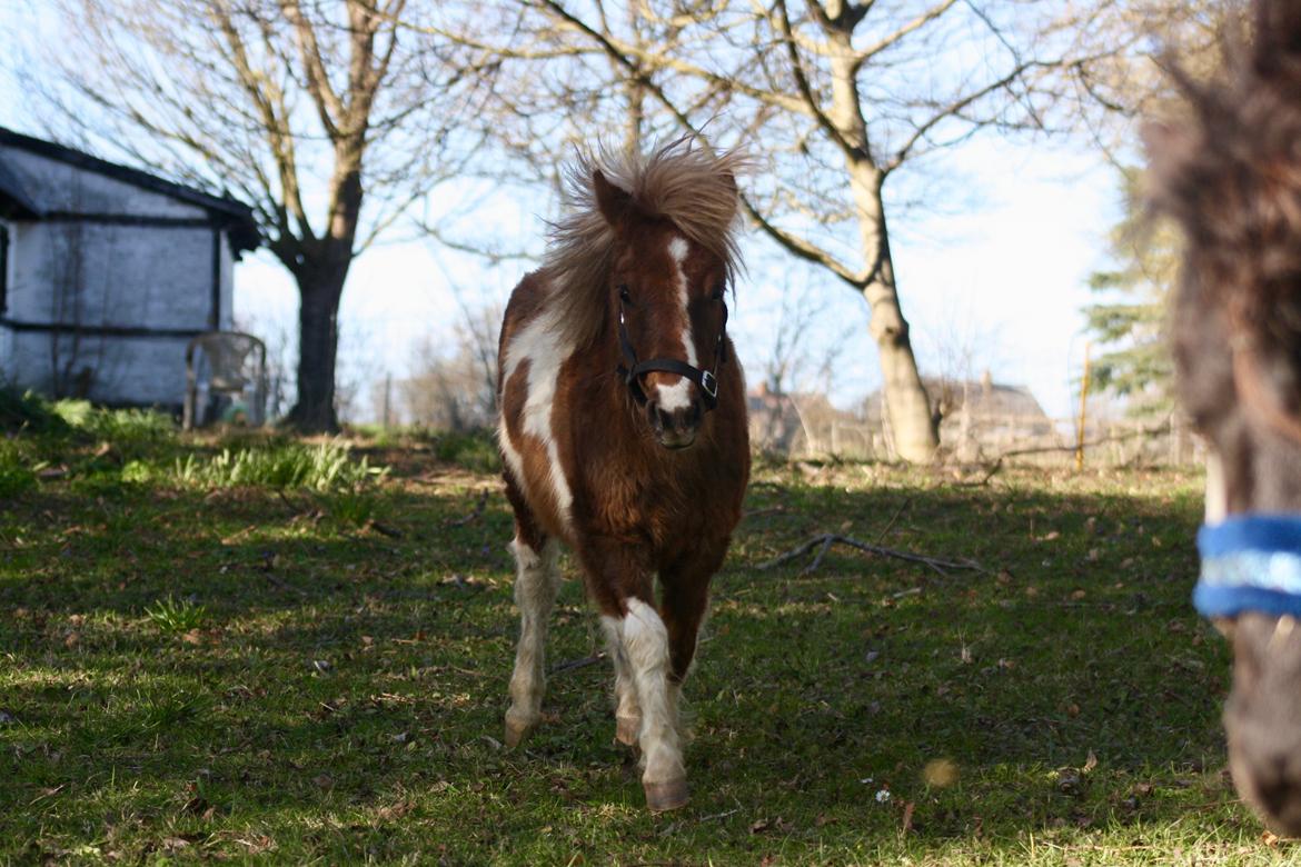Shetlænder Romeo Elvis billede 10