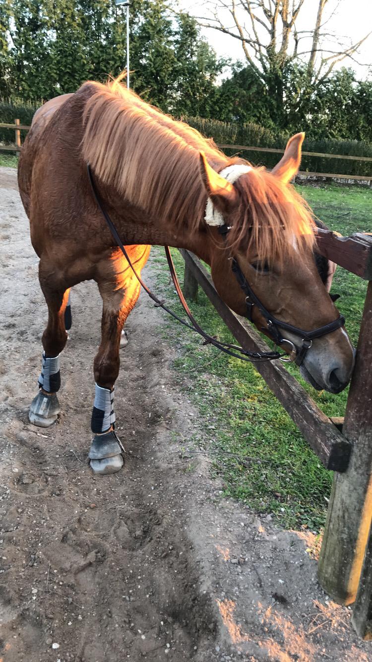 Dansk Varmblod Sancerre De Light billede 8