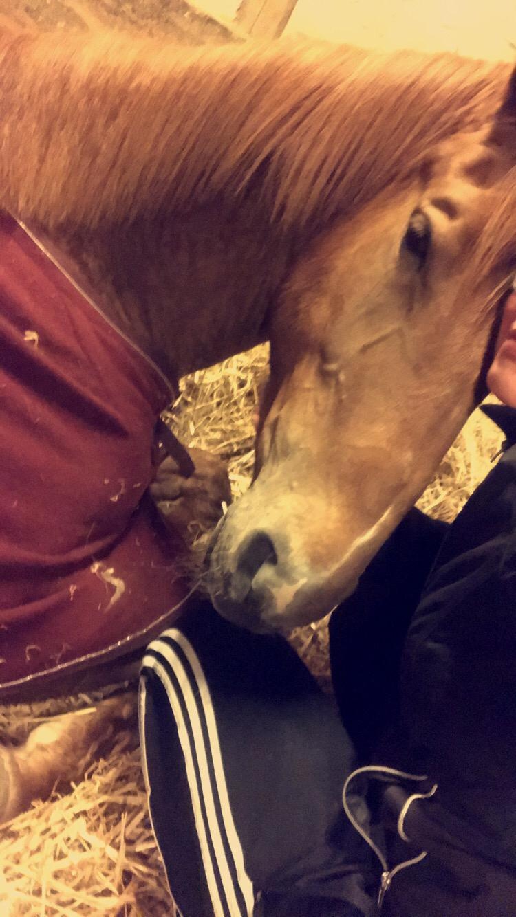 Dansk Varmblod Sancerre De Light billede 20