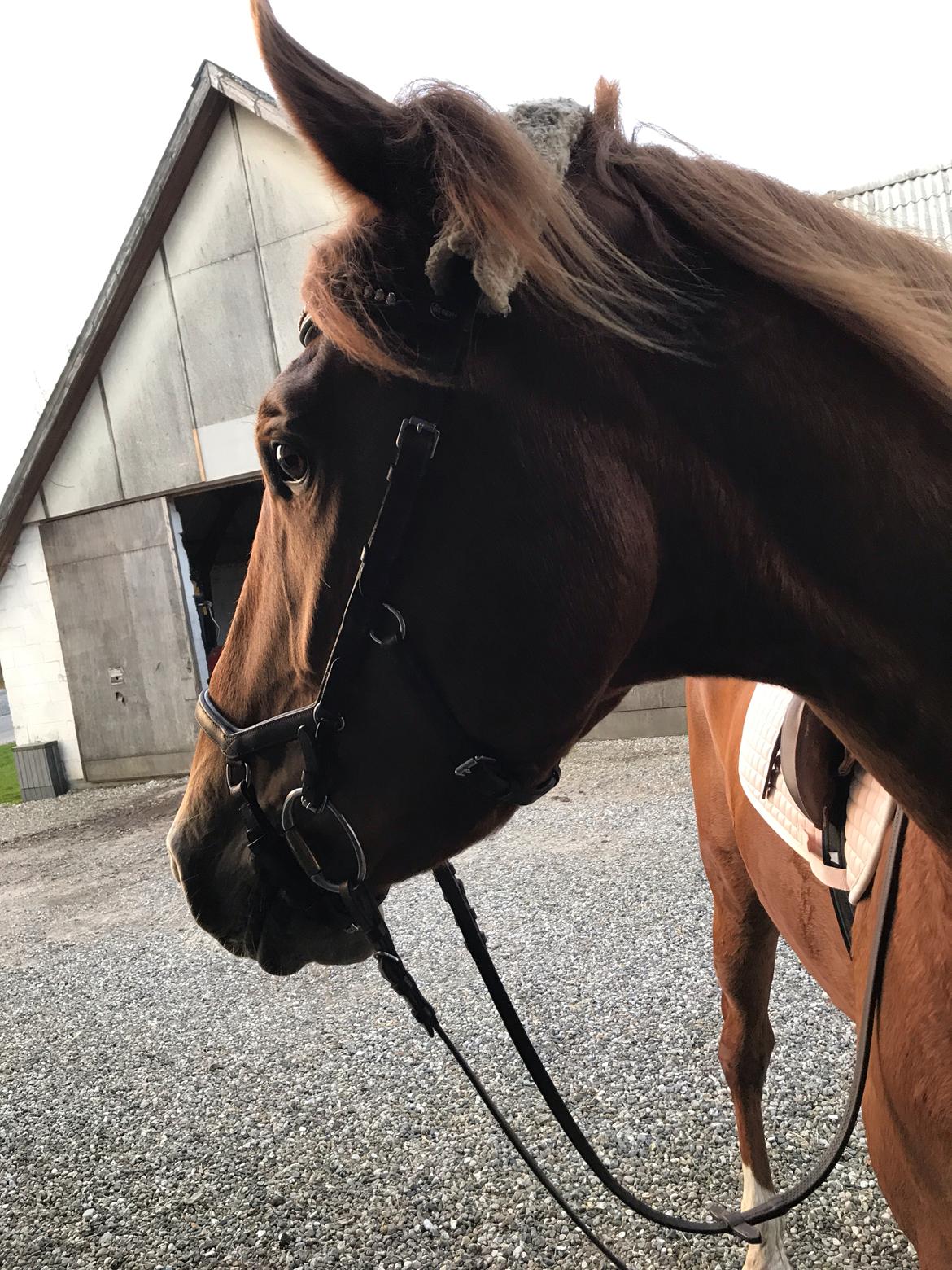 Dansk Varmblod Sancerre De Light billede 1