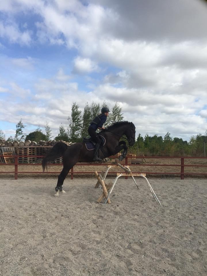 Oldenborg Bahiea's Sako billede 18