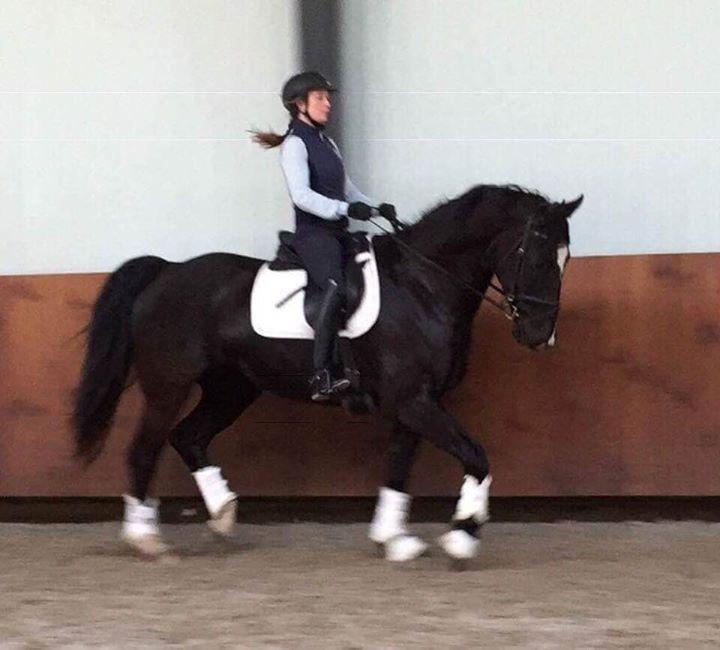 Oldenborg Bahiea's Sako billede 14