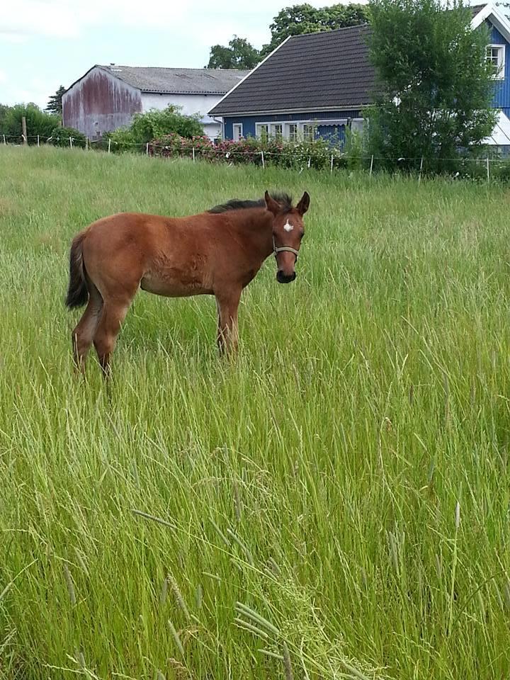 Hispano Araber Skovly's Athena billede 3