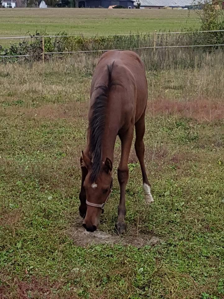 Hispano Araber Skovly's Athena billede 5