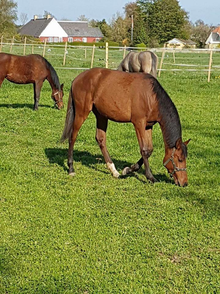 Hispano Araber Skovly's Athena billede 6